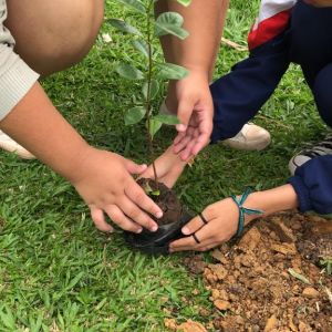 Escola Municipal de São José dos Campos e Tamoios realizam plantio de árvores